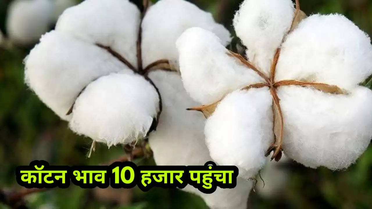Strong jump in cotton prices reached 10000