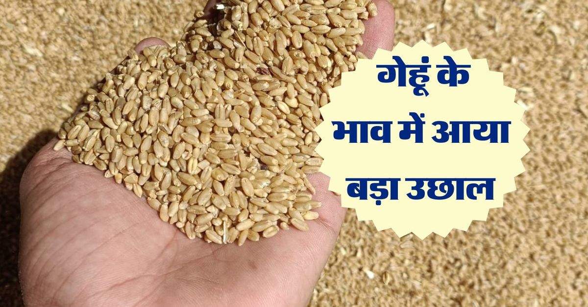 Wheat Price: गेहूं भाव में आया बड़ा उछाल, पिछले 9 महीनों के उच्च स्तर पर पहुंचे रेट