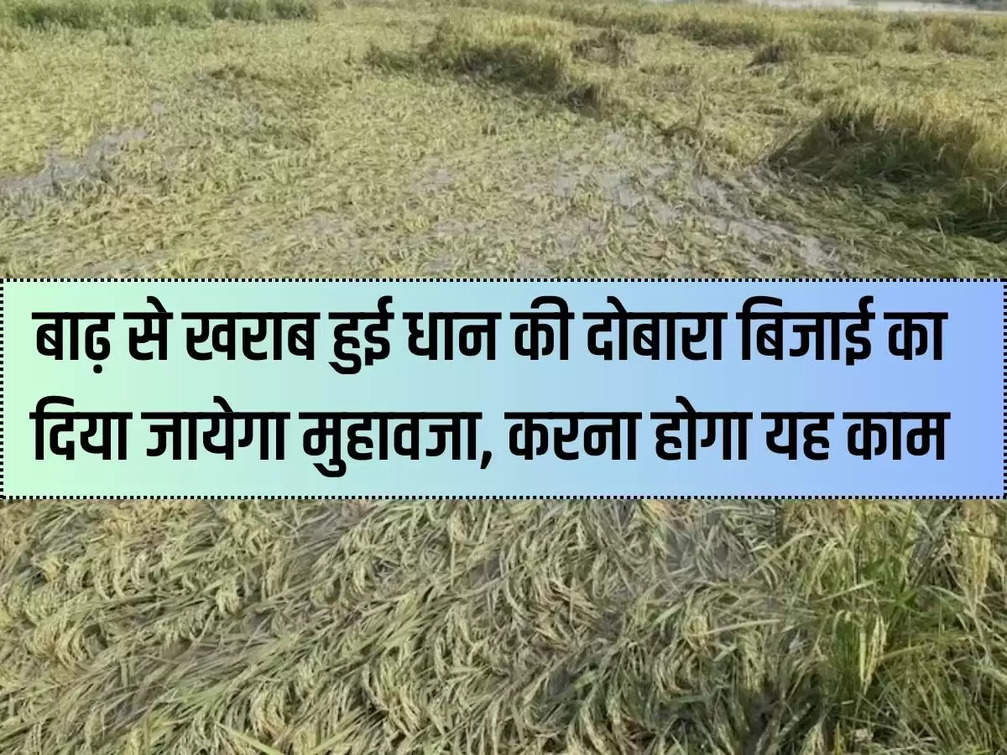 Haryana News: Compensation will be given for re-sowing of paddy damaged by flood, this work will have to be done