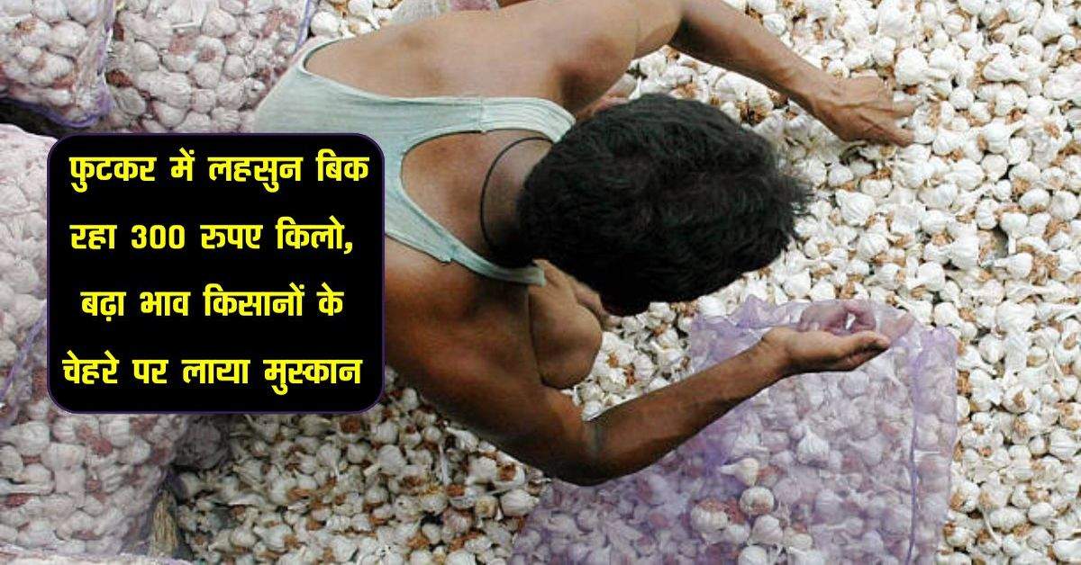 Garlic Price: फुटकर में लहसुन बिक रहा 300 रुपए किलो, बढ़ा भाव किसानों के चेहरे पर लाया मुस्कान