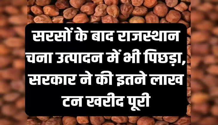 सरसों के बाद राजस्थान चना उत्पादन में भी पिछड़ा, सरकार ने की इतने लाख टन खरीद पूरी