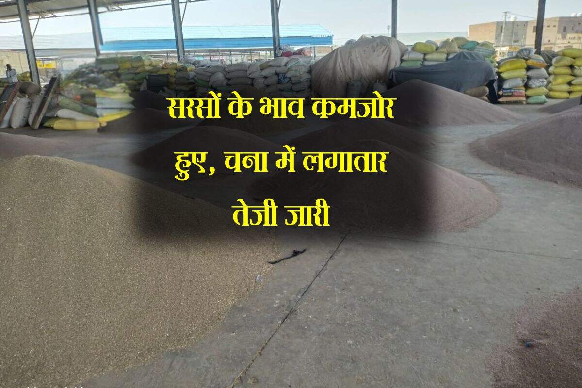 Jaipur Mandi bhav: सरसों के भाव कमजोर हुए, चना में लगातार तेजी जारी