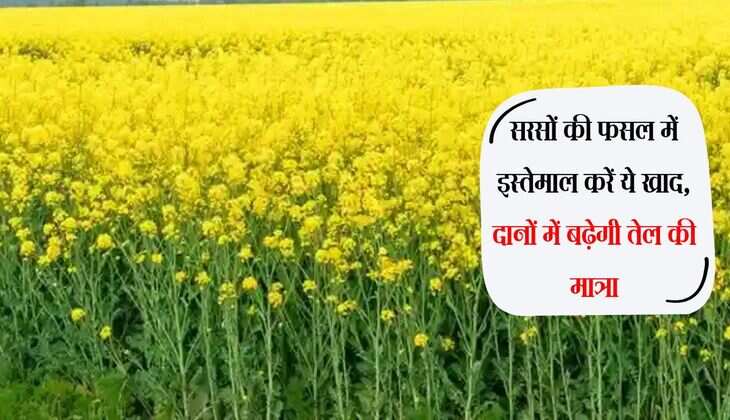 सरसों की फसल में इस्तेमाल करें ये खाद, दानों में बढ़ेगी तेल की मात्रा