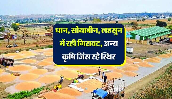 Kota Mnadi Bhav: धान, सोयाबीन, लहसुन में रही गिरावट, अन्य कृषि जिंस रहे स्थिर