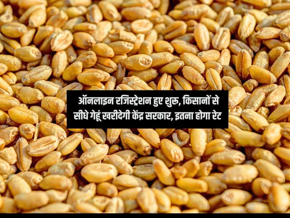 Wheat : ऑनलाइन रजिस्ट्रेशन हुए शुरू, किसानों से सीधे गेहूं खरीदेगी केंद्र सरकार, इतना होगा रेट