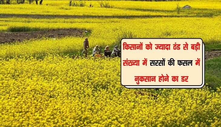 किसानों को ज्यादा ठंड से बड़ी संख्या में सरसों की फसल में नुकसान होने का डर