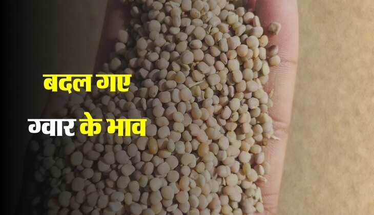 Gwar Ka bhav: इन मंडियो में बदल गए ग्वार के भाव, जानिए कौनसी मंडी में आई तेजी
