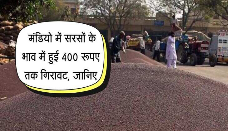 Sarson Mandi Bhav: मंडियो में सरसों के भाव में हुई 400 रूपए तक गिरावट, जानिए हरियाणा और राजस्थान मंडी का रेट
