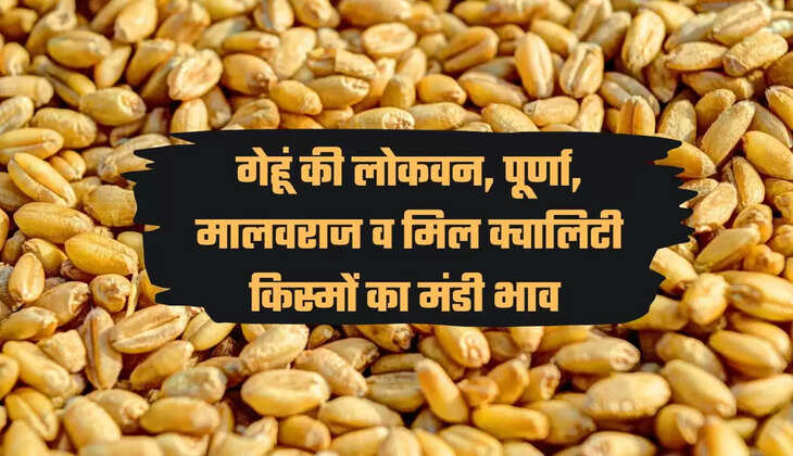 गेहूं की लोकवन, पूर्णा, मालवराज व मिल क्वालिटी किस्मों का मंडी भाव 