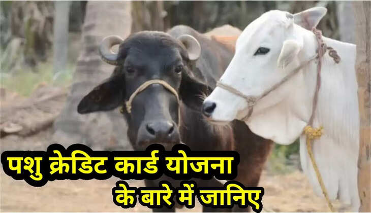 Pashu kisan credit Card Scheme
