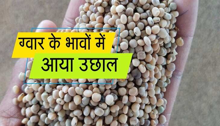 Gwar Mandi Bhav: ग्वार के भावों में आया उछाल, मंडियो में नए रेट हुए जारी