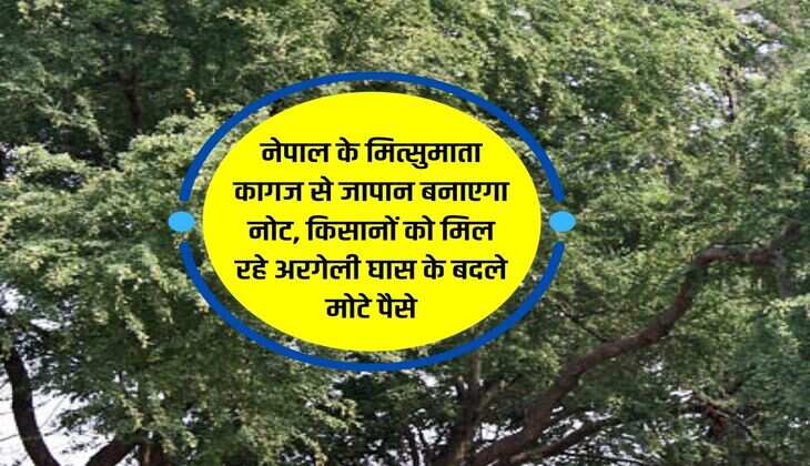 नेपाल के मित्सुमाता कागज से जापान बनाएगा नोट, किसानों को मिल रहे अरगेली घास के बदले मोटे पैसे