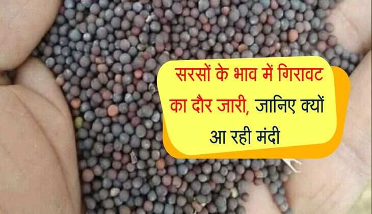 Sarso Mandi Bhav: सरसों के भाव में गिरावट का दौर जारी, जानिए सभी मंडियो में फसल के रेट