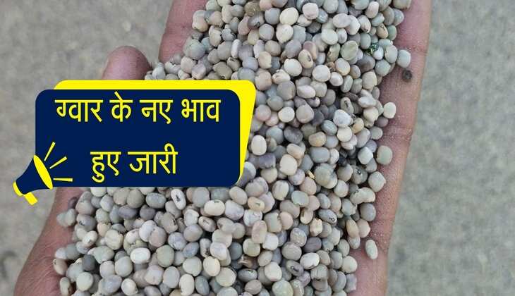 Gwar Ka bhav: राजस्थान और हरियाणा की मंडियो से ग्वार के नए भाव हुए जारी