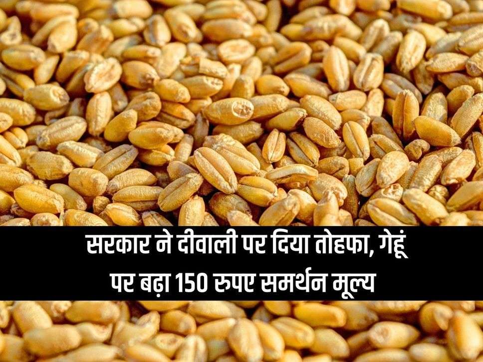 Government gave gift on Diwali, support price on wheat increased by Rs 150