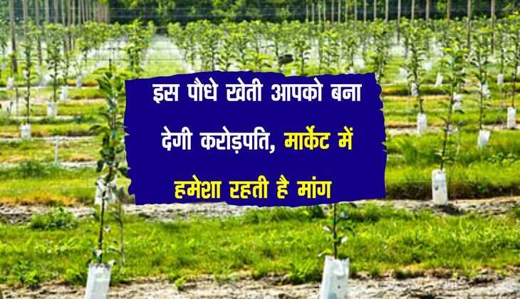 Business Idea : इस पौधे खेती आपको बना देगी करोड़पति, मार्केट में हमेशा रहती है मांग 