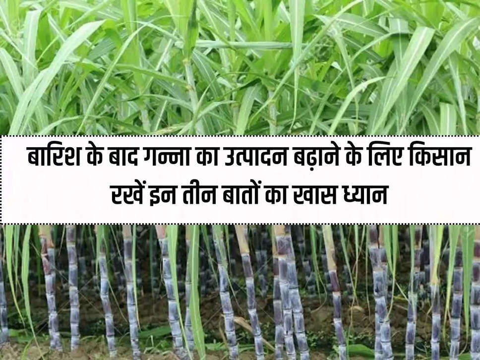 Farmers should pay special attention to these three things to increase sugarcane production after the rains.