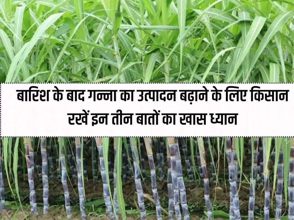 Farmers should pay special attention to these three things to increase sugarcane production after the rains.