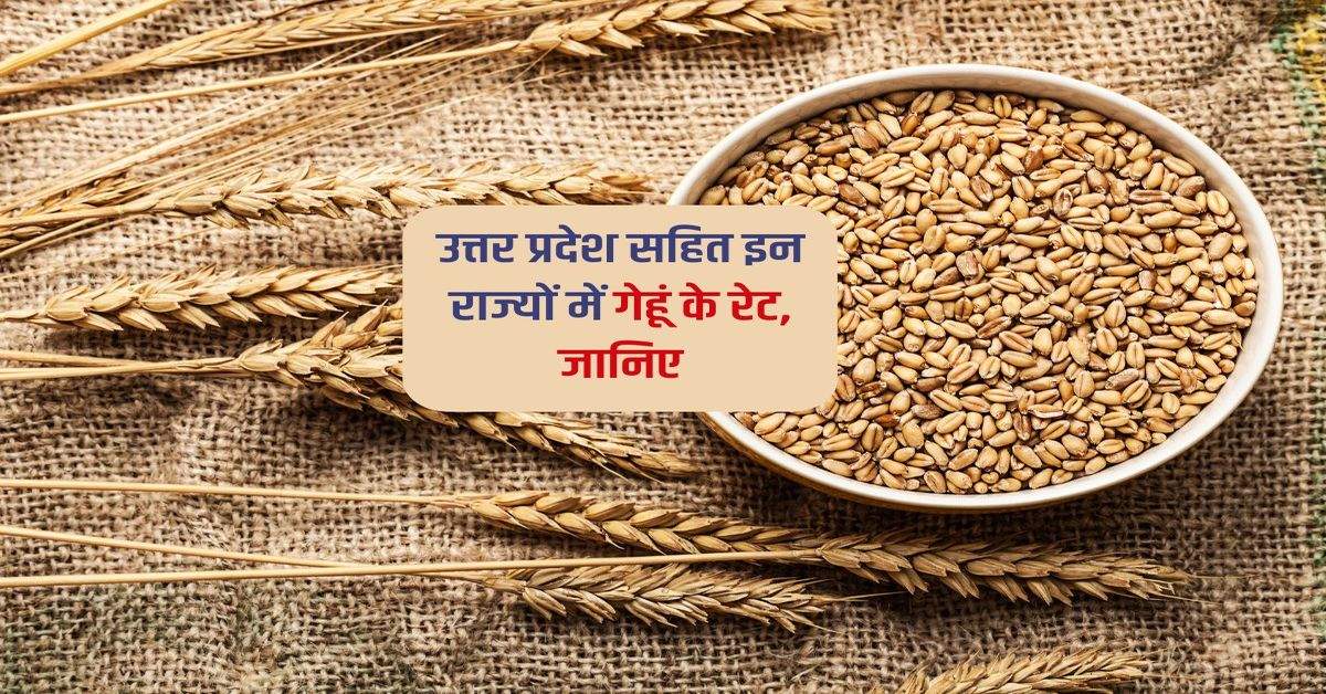 Wheat Mandi bhav UP : उत्तर प्रदेश सहित इन राज्यों में गेहूं के रेट, जानिए