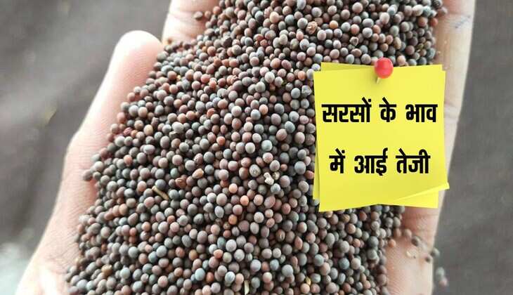 Kota Mandi bhav: सरसों के भाव में आई तेजी, गेहूं, सोयाबीन और उड़द मंदे रहे