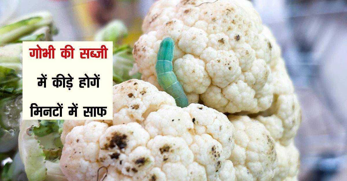  Cauliflower Worms : गोभी की सब्जी में कीड़े होगें मिनटों में साफ, अपना ले ये आसान तरीका 