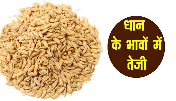 Dhan Ka bhav: धान के भावों में तेजी, जानिए कई प्रमुख मंडियो में क्या रहा रेट