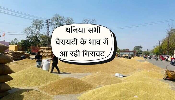 Dhaniya Mandi: धनिया सभी वैरायटी के भाव में आ रही गिरावट, जानिए नए रेट