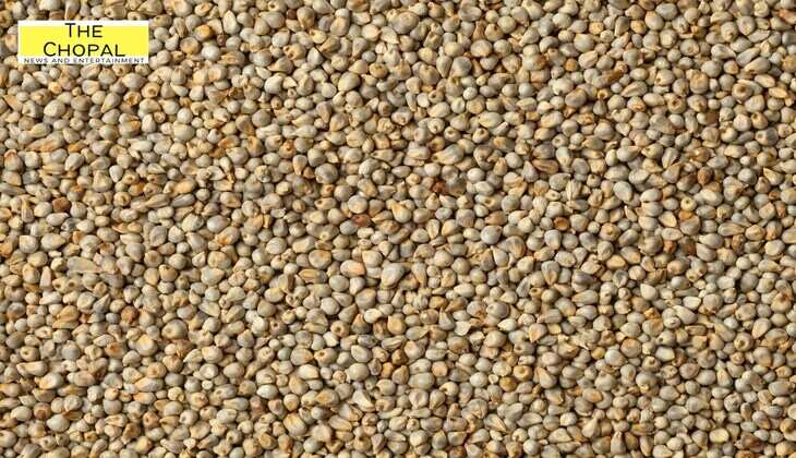 Alwar mandi bhav: सरसों और बाजरा में मंदी, गेहूं में थोड़ा सुधार