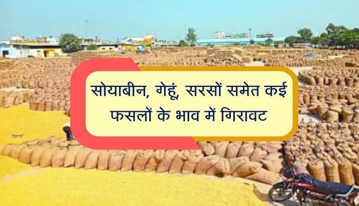 कोटा मंडी भाव: सोयाबीन, गेहूं, सरसों समेत कई फसलों के भाव में गिरावट, जानिए सभी जिंसो के रेट