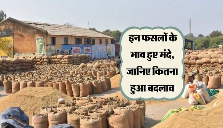 Kota Mandi bhav: इन फसलों के भाव हुए मंदे, जानिए कितना हुआ बदलाव