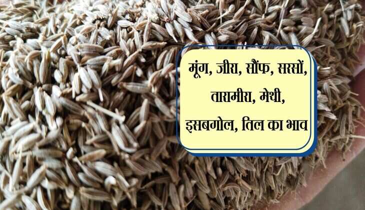 Nagaur Mandi Bhav: मूंग, जीरा, सौंफ, सरसों, तारामीरा, मेथी, इसबगोल, तिल का भाव 