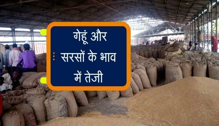 Kota Mandi bhav: गेहूं और सरसों के भाव में तेजी, फसलों की सामान्य आवक जारी