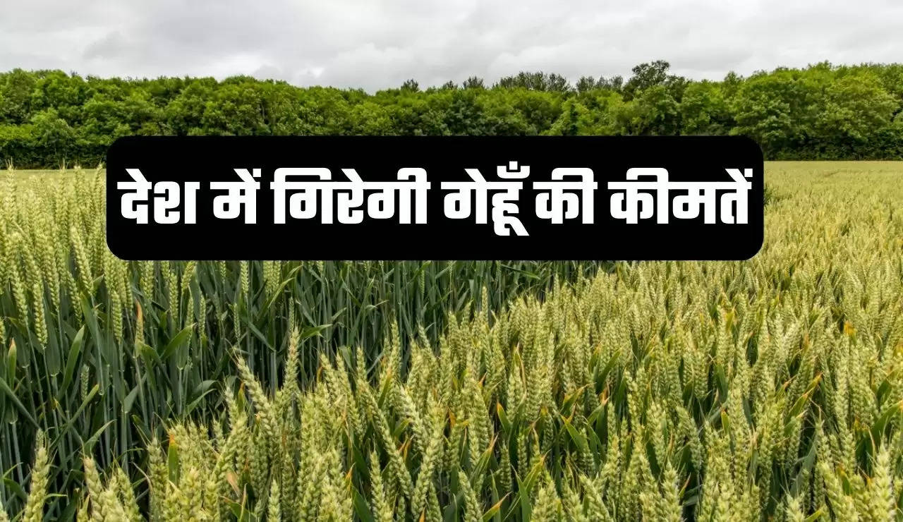 "Wheat production, Wheat production in india, icar, iiwbr, Wheat, business in hindi