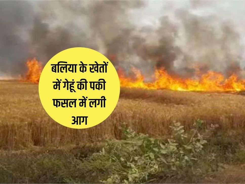Balliya : बलिया के खेतों में गेहूं की पकी फसल में लगी आग, 8 बीघा गेहूं की फसल हुई नष्ट