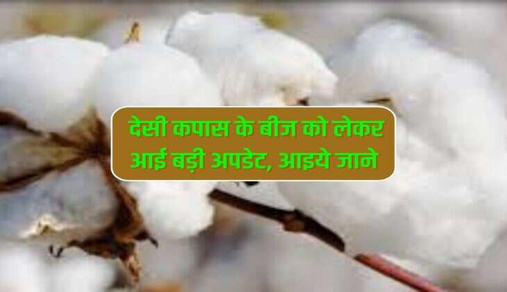 KR-64 kapas seed :  देसी कपास के बीज को लेकर आई बड़ी अपडेट, आइये जाने  