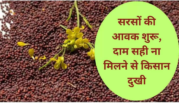 सरसों की आवक शुरू, दाम सही ना मिलने से किसान दुखी