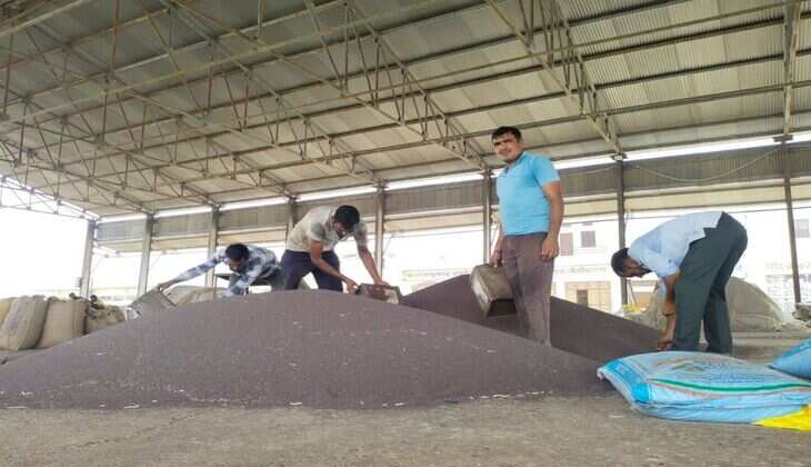 Mandi Bhav 11 August 2025: सिरसा और संगरिया मंडी में फसलों के भाव स्थिर, ग्वार में मंदी