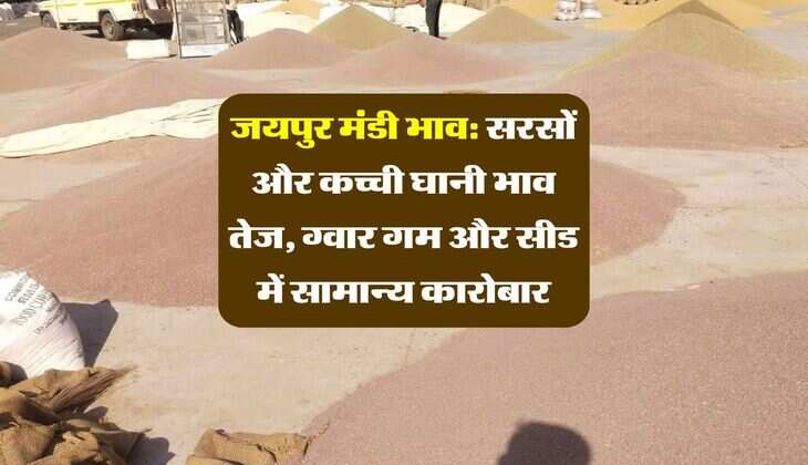 जयपुर मंडी भाव: सरसों और कच्ची घानी भाव तेज, ग्वार गम और सीड में सामान्य कारोबार