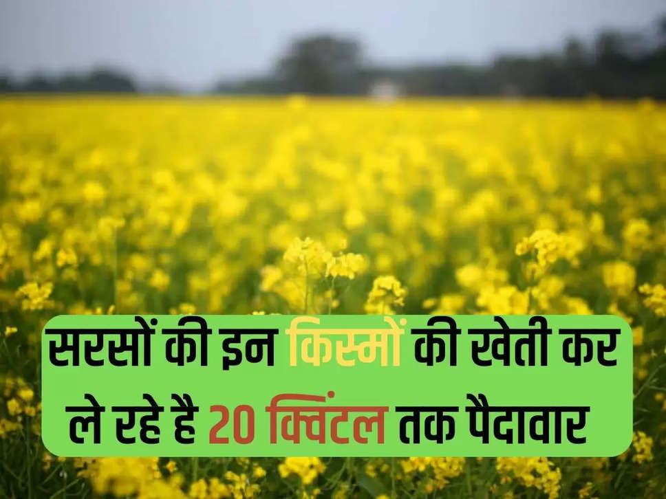 Mustard cultivation early: Farmers should sow these varieties