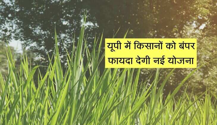UP में किसानों के लिए नई योजना, ये घास उगाने पर मिलेंगे 20,000 रुपए प्रति हेक्टेयर