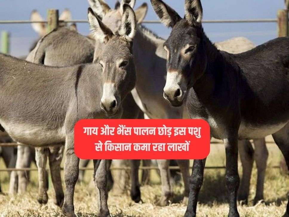 गाय और भैंस पालन छोड़ इस पशु से किसान कमा रहा लाखों