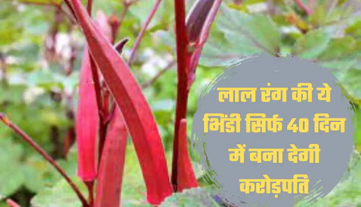 लाल रंग की ये भिंडी सिर्फ 40 दिन में बना देगी करोड़पति