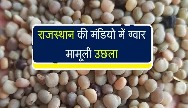 Gwar Bhav: राजस्थान की मंडियो में ग्वार मामूली उछला, किसान भाई चेक करें नए भाव