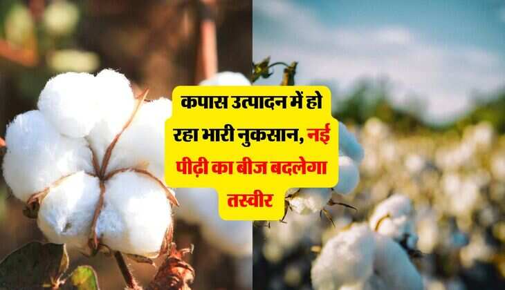 कपास उत्पादन में हो रहा भारी नुकसान, नई पीढ़ी का बीज बदलेगा तस्वीर 