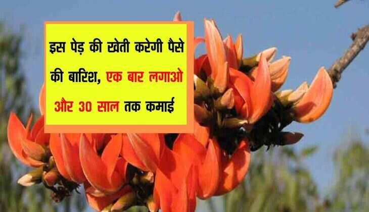 इस पेड़ की खेती करेगी पैसे की बारिश, एक बार लगाओ और 30 साल तक कमाई 