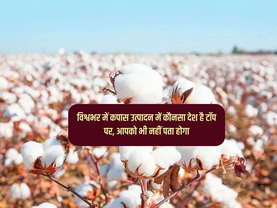 Cotton : विश्वभर में कपास उत्पादन में कौनसा देश है टॉप पर, आपको भी नहीं पता होगा