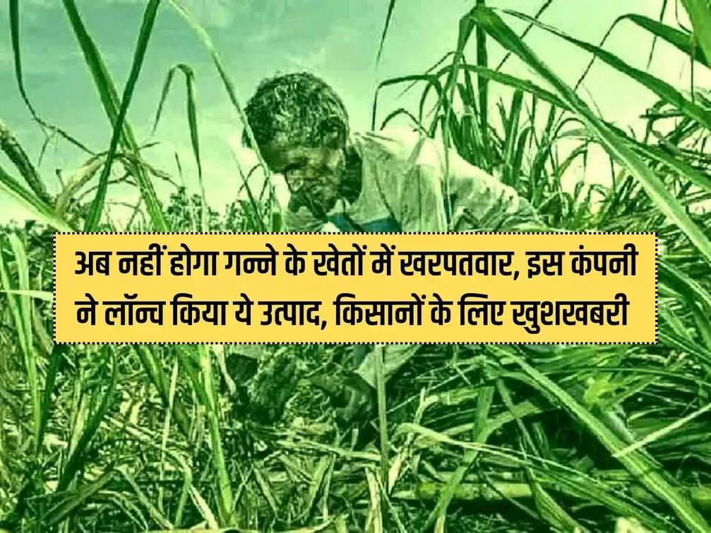 Now there will be no weeds in sugarcane fields, this company launched this product, good news for farmers