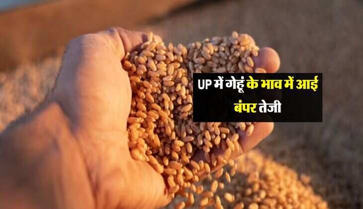 UP में गेहूं के भाव में आई आई बंपर तेजी, जानिए किस रेट बिक रहा गेहूं