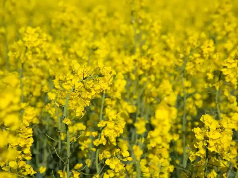 Haryana, Punjab convert wheat acreage into mustard