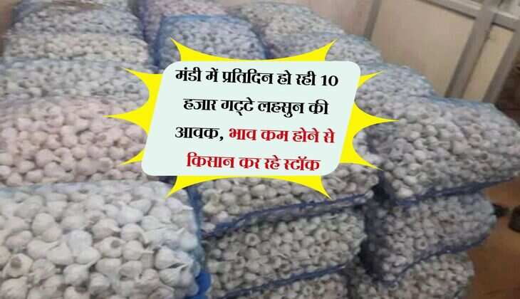 मंडी में प्रतिदिन हो रही 10 हजार गट्टे लहसुन की आवक, भाव कम होने से किसान कर रहे स्टॉक